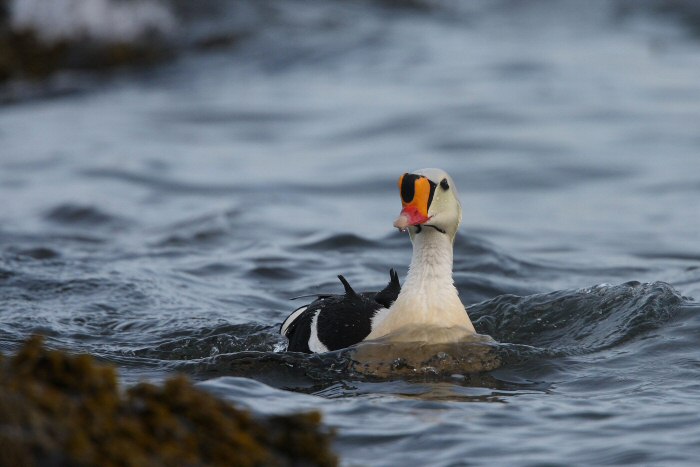 King Eider