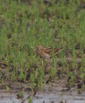 Pectoral Sandpiper