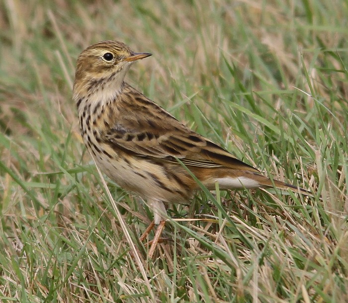 Meadow Pipit