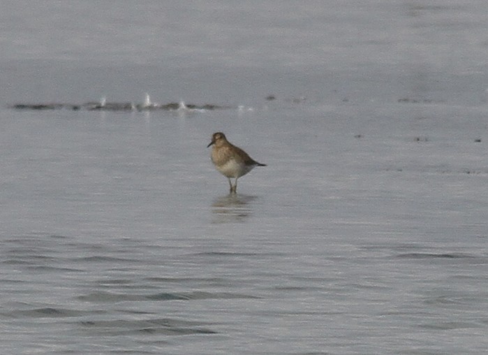 Pectoral Sandpiper