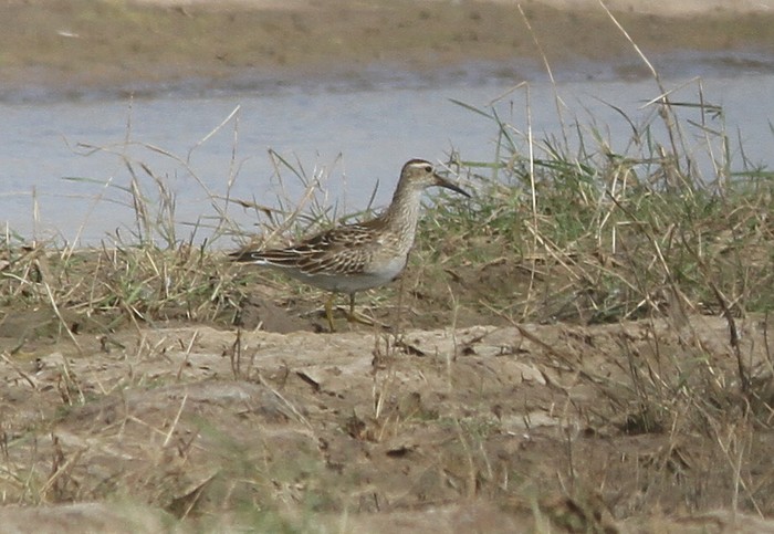 Pectoral Sandpiper