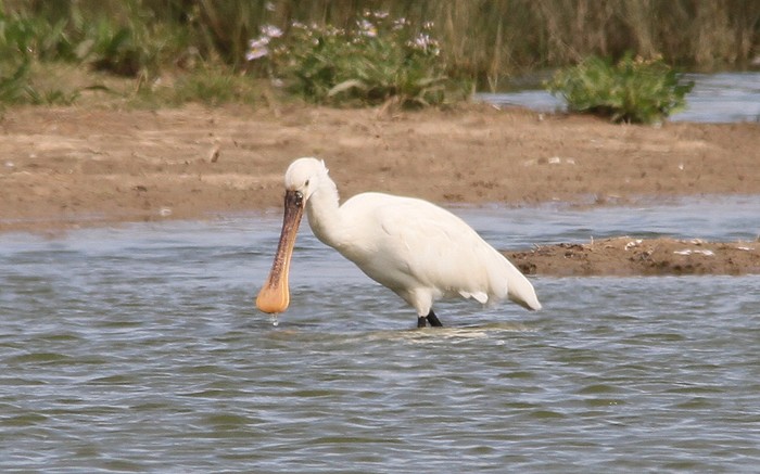 Spoonbill