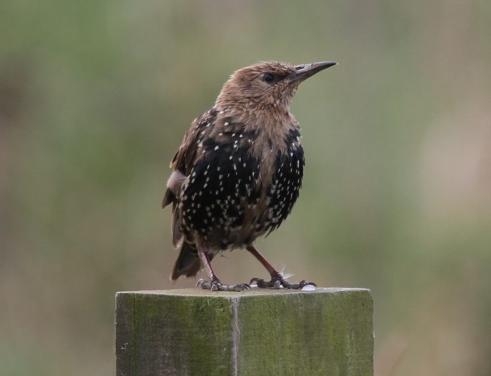 Starling