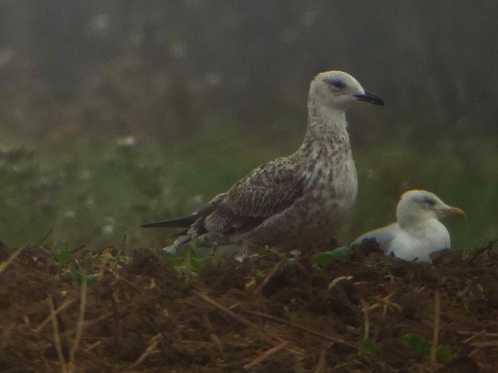 Caspian Gull