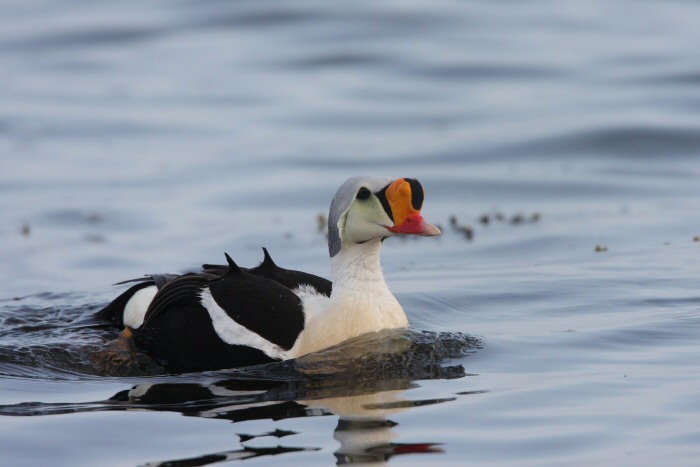 King Eider