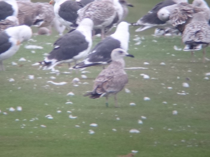 Caspian Gull