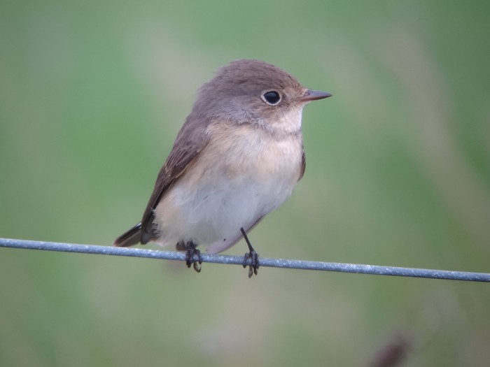 Red-breasted Flycatcher