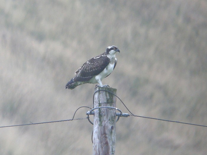 Osprey