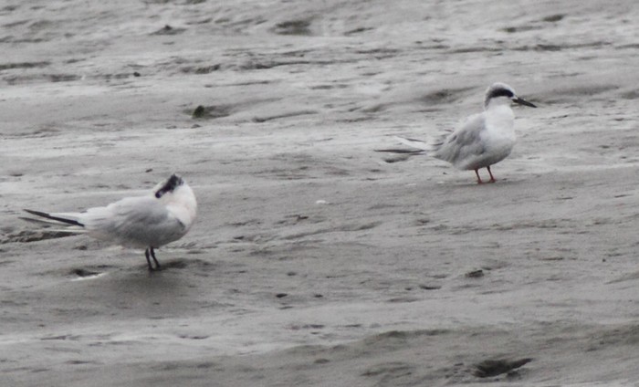 Forster's Tern