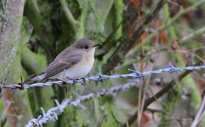 Red-breasted Flycatcher