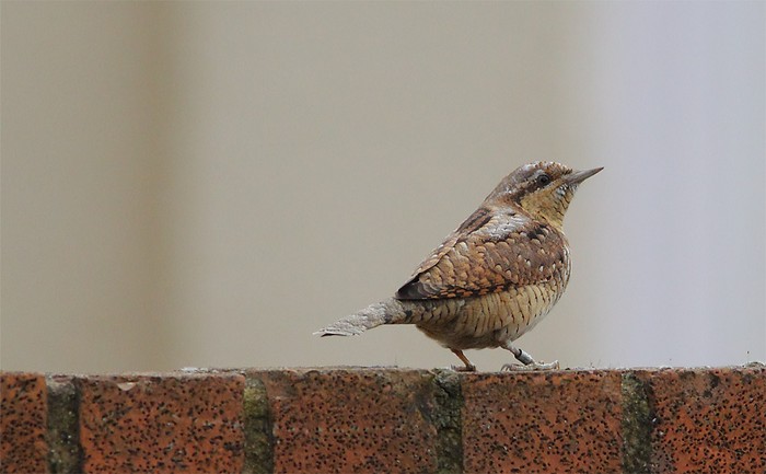 Wryneck