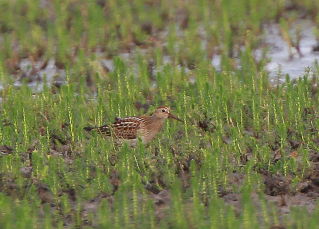 Pectoral Sandpiper