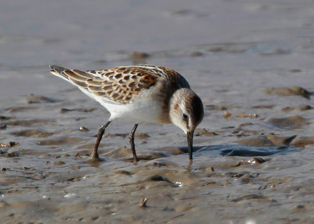 Little Stint