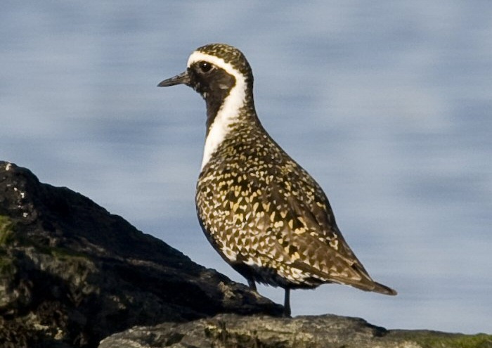 American Golden Plover