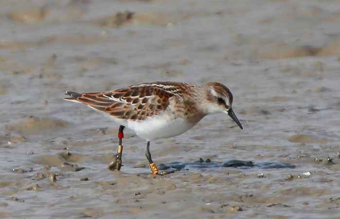 Little Stint