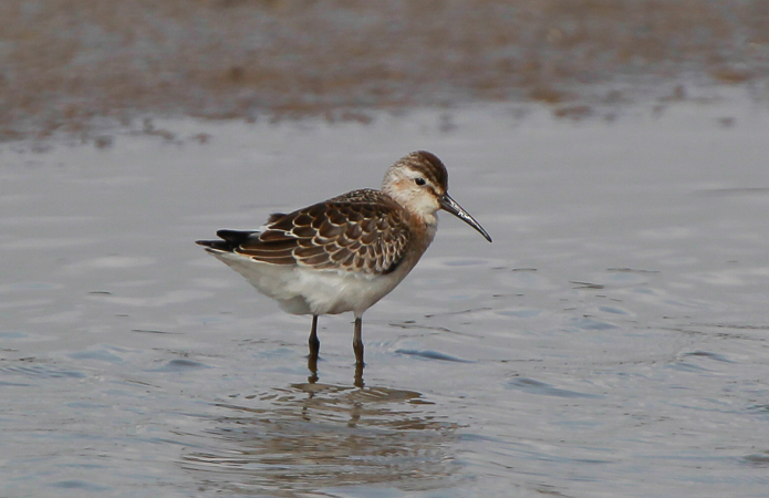 Curlew Sandpiper