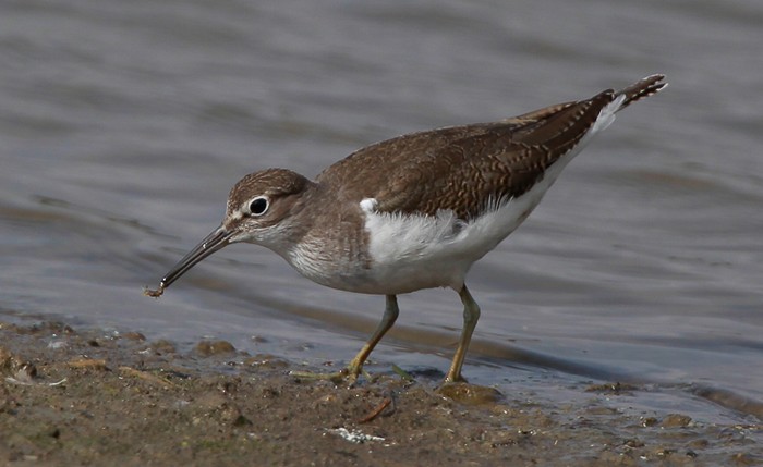 Common Sandpiper