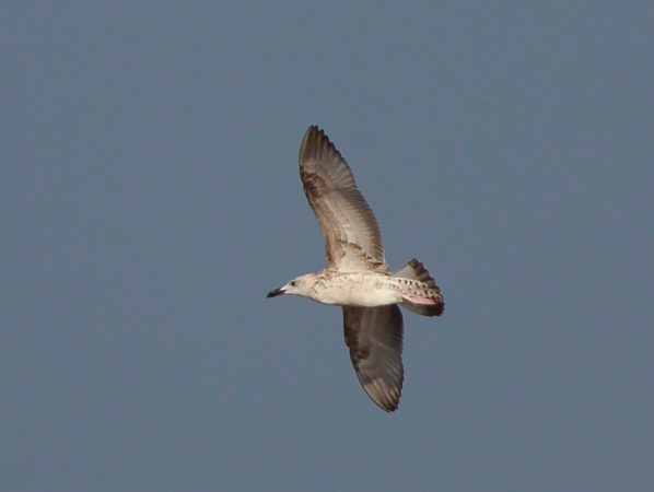 Caspian Gull