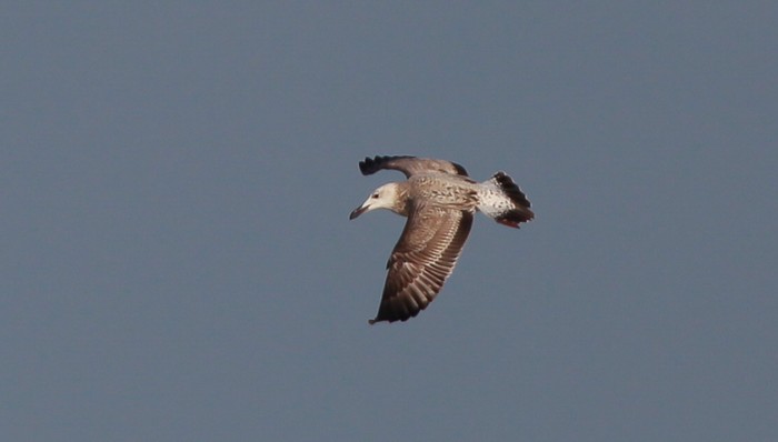 Caspian Gull
