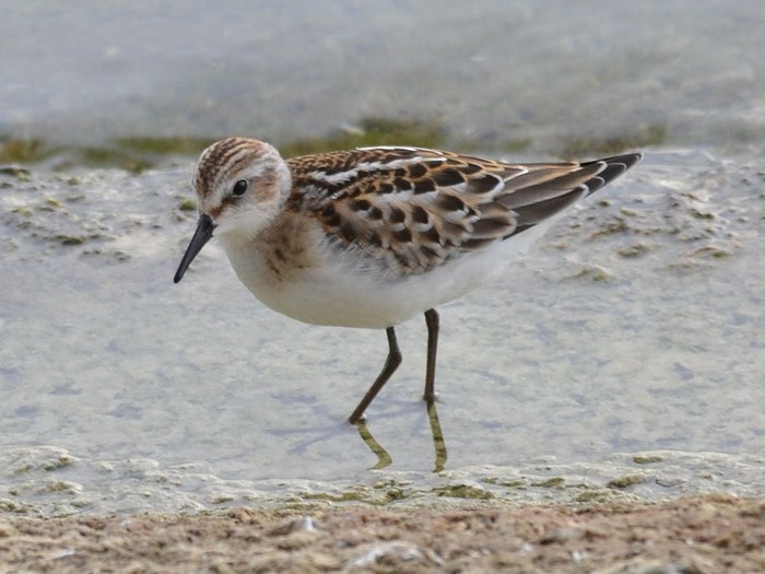 Little Stint