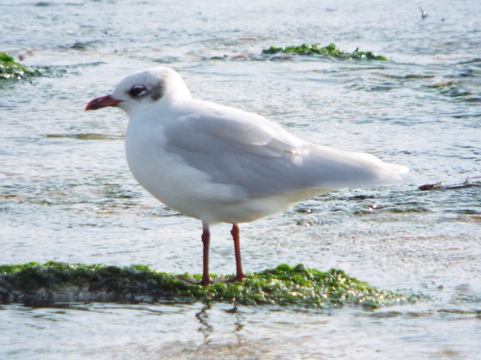 Mediterranean Gull