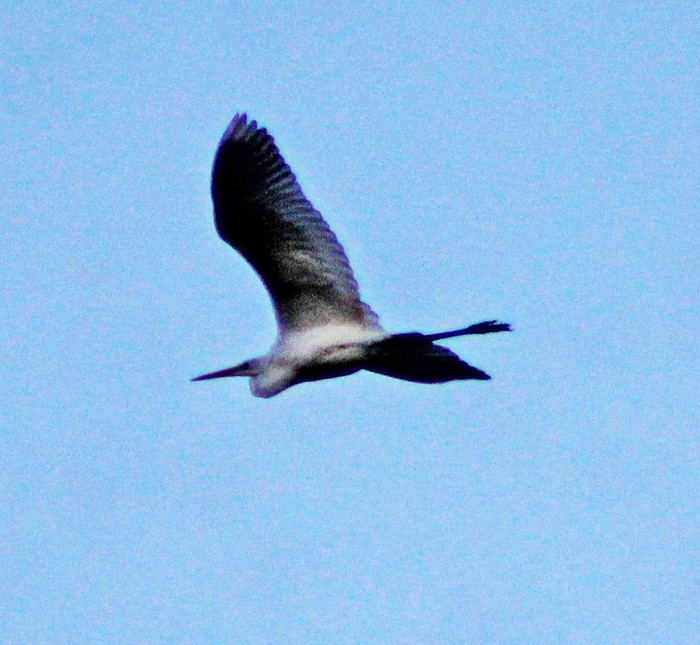 Great White Egret