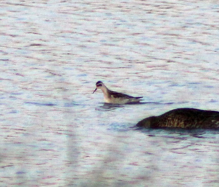 Red-necked Phalarope