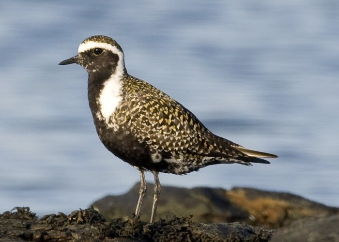 American Golden Plover