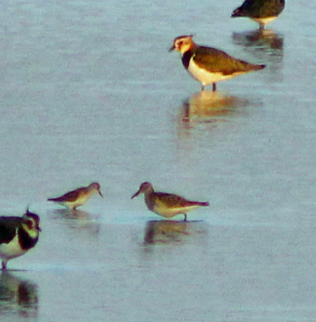 Pectoral Sandpiper