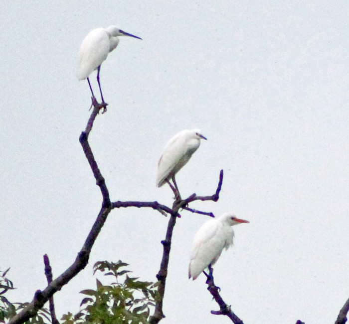 Cattle Egret