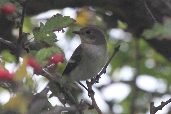 Pied Flycatcher