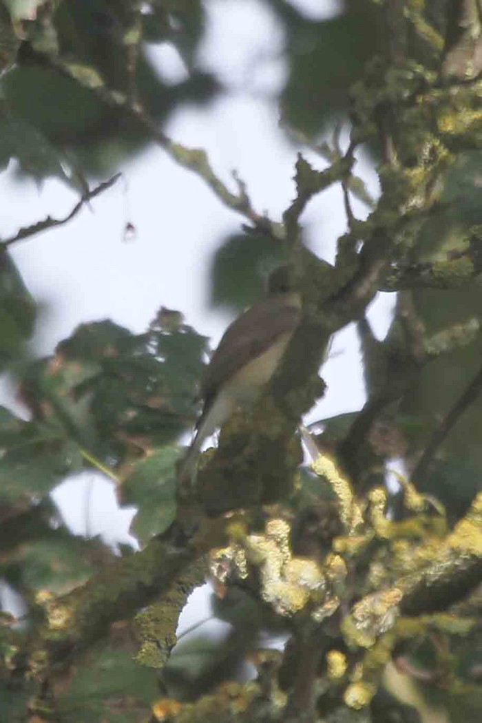 Red-breasted Flycatcher