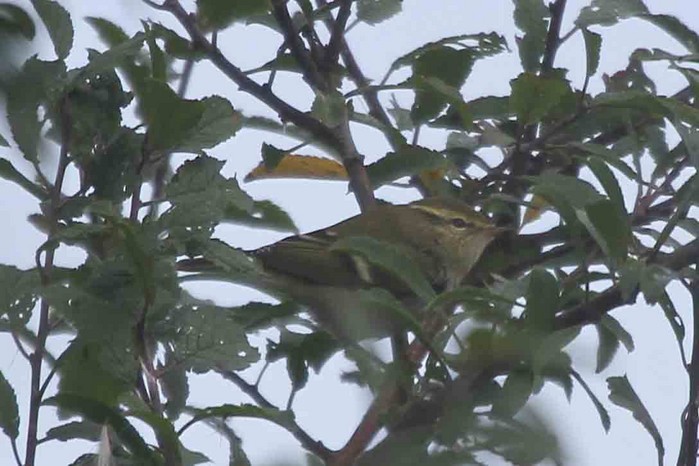 Yellow-browed Warbler