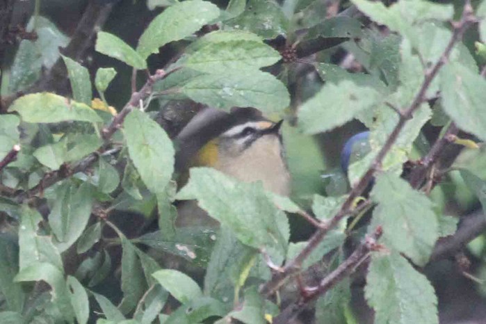 Firecrest