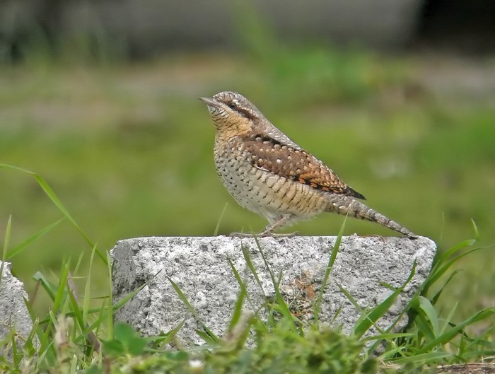 Wryneck