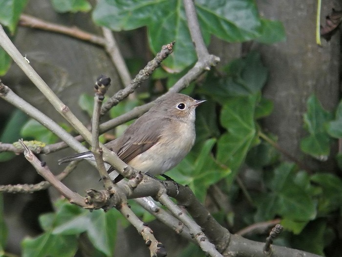 Red-breasted Flycatcher