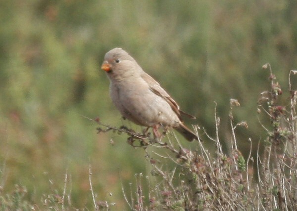 Trumpeter Finch