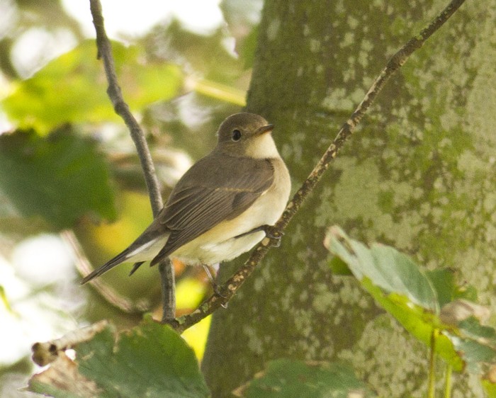 Red-breasted Flycatcher