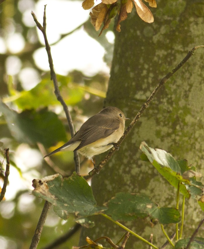 Red-breasted Flycatcher
