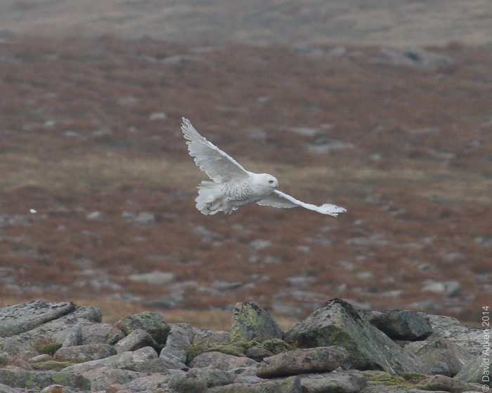 Snowy Owl
