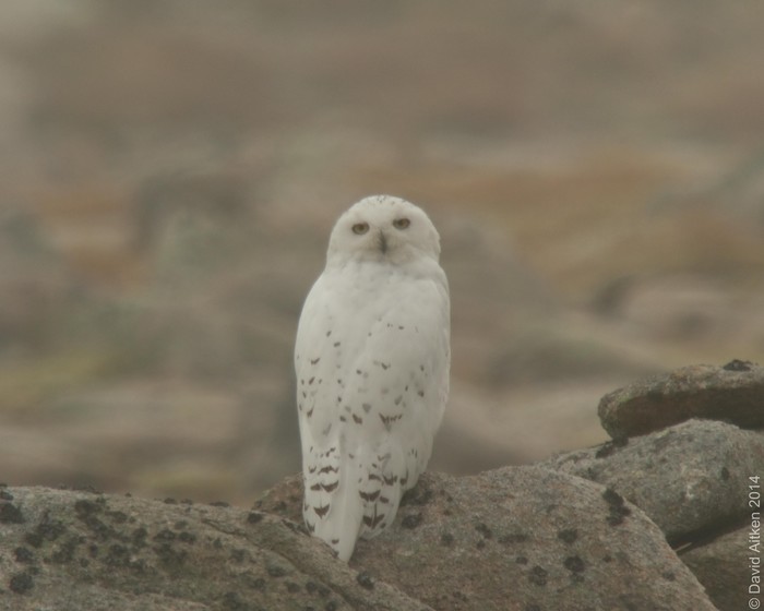 Snowy Owl