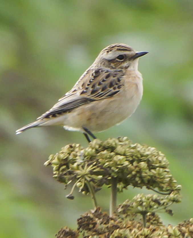 Whinchat