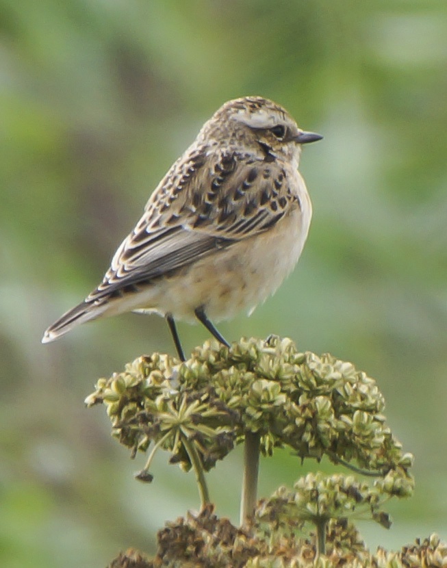 Whinchat