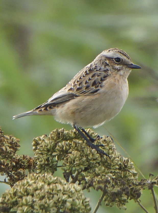 Whinchat