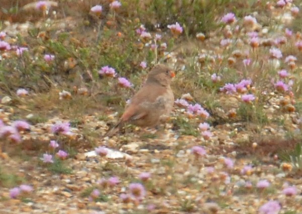 Trumpeter Finch