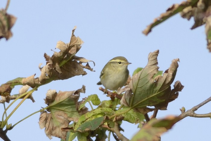 Yellow-browed Warbler