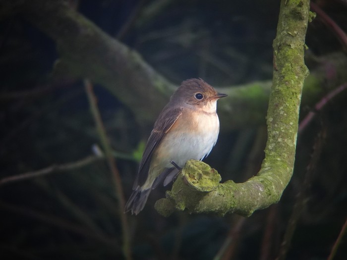 Red-breasted Flycatcher