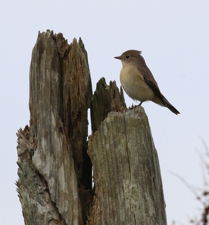 Red-breasted Flycatcher