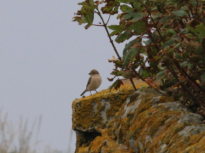 Daurian Shrike