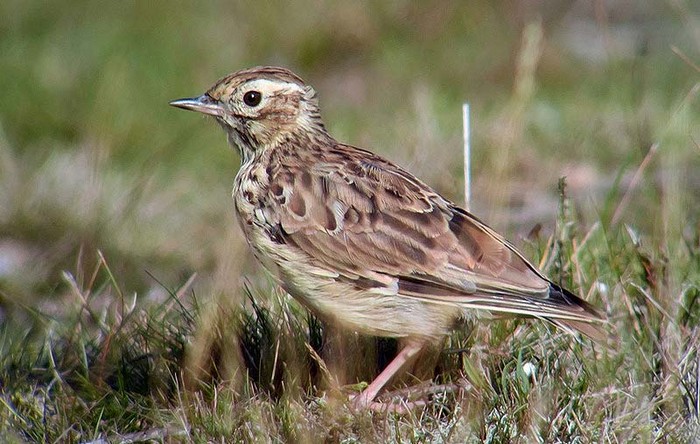 Woodlark